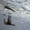 夏に見られる身近な野鳥