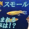 スモールアイ紅帝繁殖チャレンジ！珍しいメダカは産まれるか？