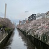 【2023年お花見】目黒川へ桜を見に行ってきました