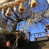 愛宕神社の染井吉野・・