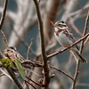 日本　2月28日　散歩道の野鳥たち