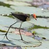 トサカレンカク(Comb-crested Jacana)