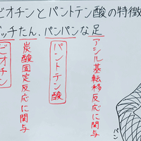 ナイアシン ニコチン酸 ニコチンアミド の欠乏症のゴロ 覚え方 薬学ゴロ 薬学部はゴロでイチコロ ナイアシン ニコチン酸 ニコチンアミド の欠乏症のゴロ 覚え方 薬学ゴロ 薬学部はゴロでイチコロ