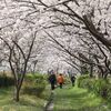 桜のトンネル