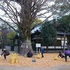 イチョウの枯葉掃除