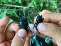 あの場所でヒラタクワガタペア見つけ。