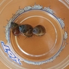 金魚とヒメタニシの悲喜こもごも