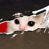 【ペルソナ5】有給満喫中のジョーカーを子猫で表現したペルソニャ動画？