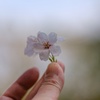 ことしのさくら・25・・まとめ