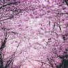 💓神聖な心の旅路　2017年　桜の季節に逢う