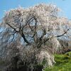 2023年4月1日(土)[宇陀]西山岳から、満開の又兵衛桜へ!