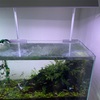 アクロの60cm水槽（スーパークリア）を使ったグッピー飼育用の水草レイアウトについて
