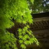 夏の安来清水寺
