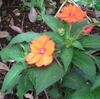 GC 「花だより」 No.48 の話題