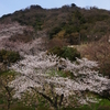 何故かこの時期に鳥取の桜満開情報