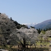 日本　能郷白山と淡墨桜（うすずみざくら）