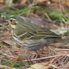 ビンズイ初撮影！総合公園で探鳥散策