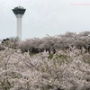 GWは桜を堪能！in函館