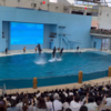 八景島シーパラダイス完全ガイド｜水族館・遊園地・アクセス・見どころまとめ