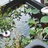 （娘５歳６ヶ月）ついにメダカのビオトープをつくる〜こっこ先生の解説ムービーとともに…