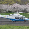 ２０２４年　４月　８日（月）　桜が満開になった調布飛行場でＪＡ２３９Ａが飛びそうで飛ばなかったのでずっこけた話（イヤ飛んだんだけどさ）　