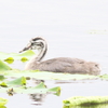 今朝の瓢湖・北区