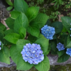 紫陽花が咲きました。
