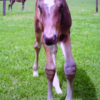 夏競馬がやってきた♪