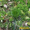 地元で撮影した植物－174．マメスゲ－