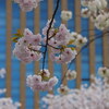 「石川県県庁」八重桜が満開（前編）