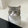 地上18階の木造建築、、、