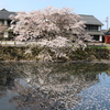 2026年お花見Trip-滋賀県