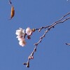 冬桜