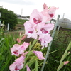 7月13日　花火大会