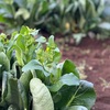 工房の行き帰りにゴミ拾い6日目　あの頃は花見ができる余裕なんてなかった 