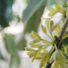 今満開、ギンモクセイ　銀木犀　Osmanthus fragrans
