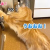 猫パンチの応酬！兄妹猫ケンカ