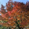 浜町公園の紅葉が鮮やかなので行ってみた。陽の当たり方で表情が違ってよい。（中央区日本橋浜町）