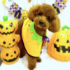 犬友に紹介したいぐらいおすすめのトリミングサロンに行ってきました🎃