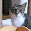 10/2の譲渡会、生後5か月の子猫たちが参加します！
