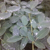 夏萩の花に葉に雨露