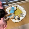 柴犬「きび」が来てから83日目【毎日きびに会える日々はひとまずおしまい】