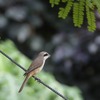 アカモズ(Brown Shrike)