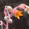 エケベリア・ティッピーの開花、グラプトペタルム・マーガレットレッピンの復活、増殖中です。
