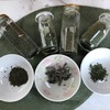 ドライハーブを作ろう