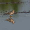 2019年9月7日の鳥撮り(2/2)-栃木の田んぼ