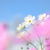 【スピリチュアル】春分の日も、ただの通過点に過ぎない　～　偉大なるアセンションは、日々の心がけで勝負が決まる