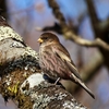 筑波山で冬の鳥