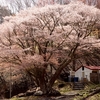 牧場の石割桜・・