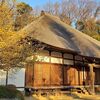 【横浜 西方寺】春の訪れを告げる満開の蝋梅（ロウバイ）を見に行く